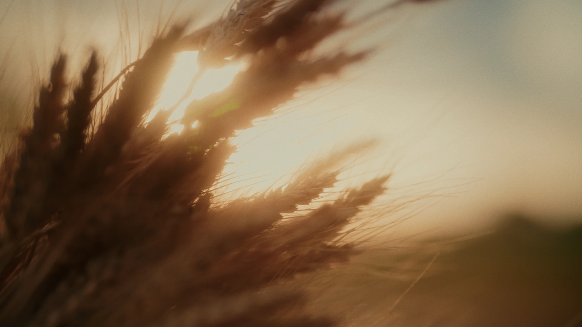 Beautiful sunrise on a Ukrainian wheat fields